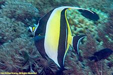 Moorish idol